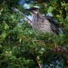 Lalocnatka jihoaustralska - Anthochaera carunculata - Red Wattlebird o5941